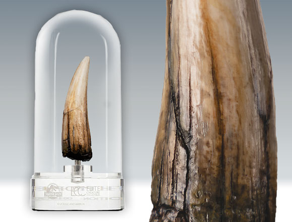 Spinosaurus Tooth Prop Reproduction