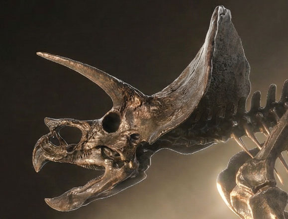 Triceratops Fossil Skeleton – 1:12 Scale Bronze