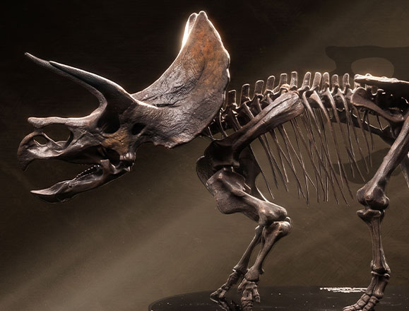 Triceratops Fossil Skeleton – 1/24 Scale Bronze