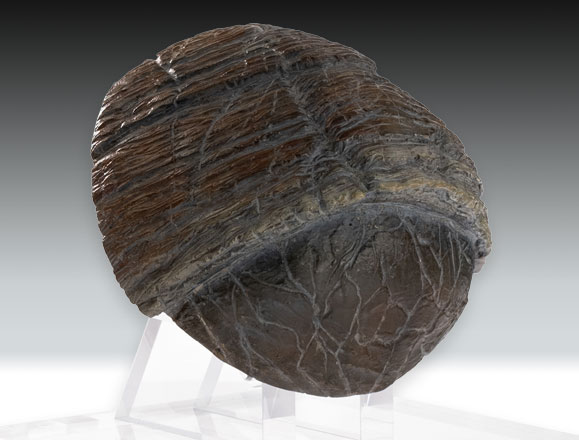 Triceratops Toenail Prop Reproduction