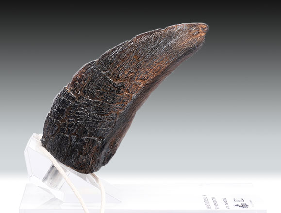 Velociraptor Toenail Prop Reproduction – Type A