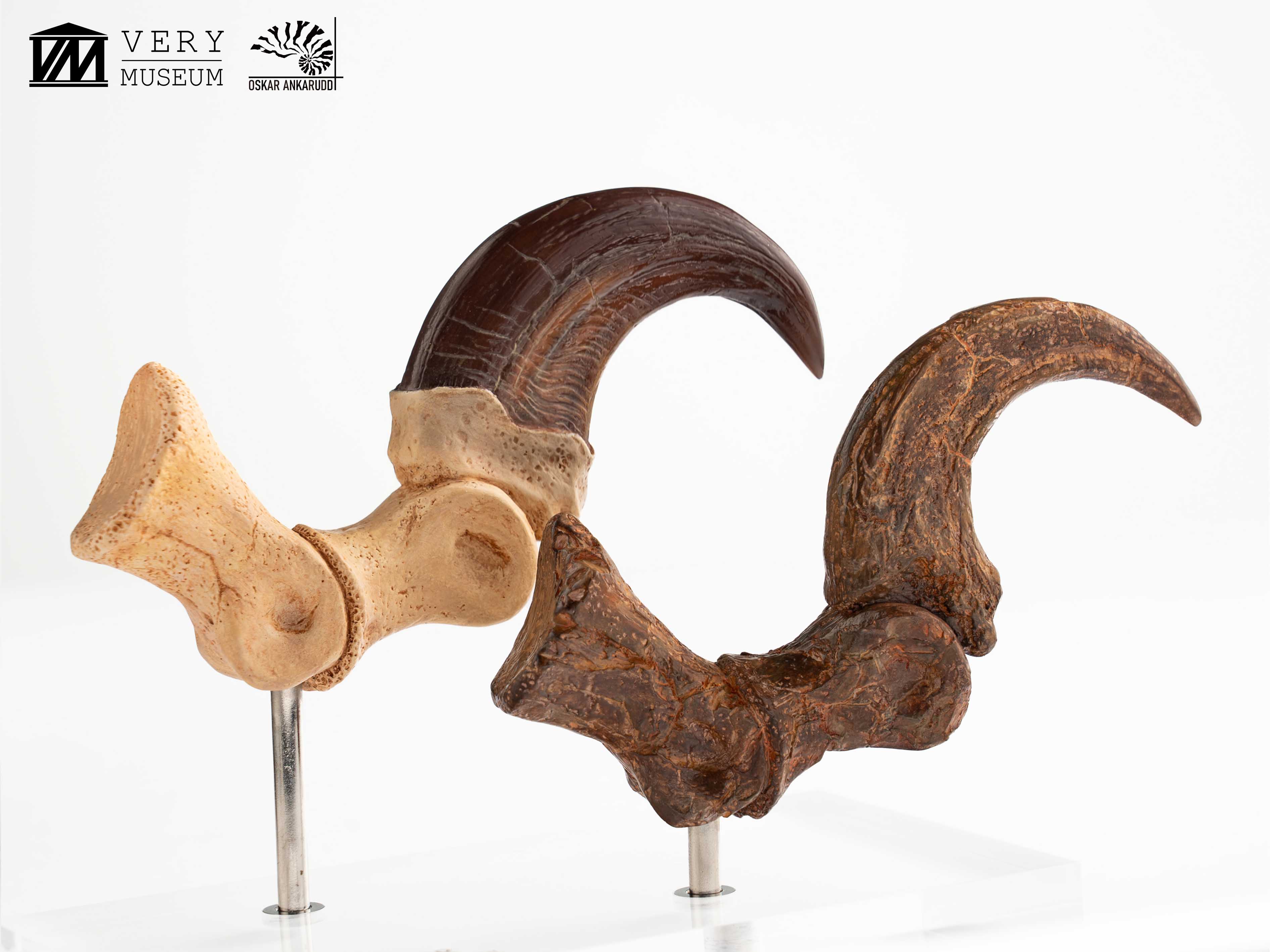 Velociraptor Foot Claw and Fossil Claw Set