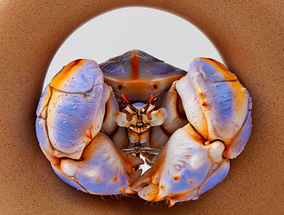 Cinemaquette Presents Gatekeeper Crab