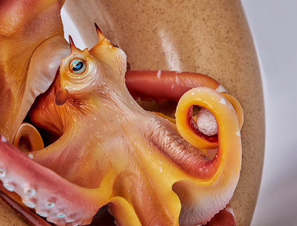 Cinemaquette Presents Magellan Octopus