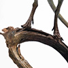 Compsognathus – 2/3 Scale Bronze