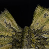 JP1 Dilophosaurus – 1/3 Scale Maquette