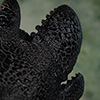 Toothless Life Size Bust