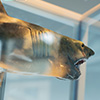 Jaws Statue Bronze 1/18 Scale