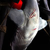 Jaws 1:12 Scale Maquette