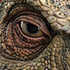 Junior T. rex Life-size Bust