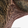 Junior T. rex Life-size Bust