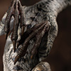 JP3 Female Velociraptor Maquette
