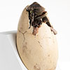 Jurassic Park III White Queen Egg Hatching