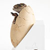 Jurassic Park III White Queen Egg Hatching