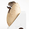 Jurassic Park III White Queen Egg Hatching