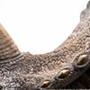 Jurassic Park Sick Triceratops – 1:8 Scale Maquette