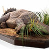 Jurassic Park Sick Triceratops – 1:8 Scale Maquette
