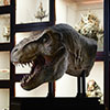 Jurassic Park Half Scale T-Rex Head Prop Reproduction