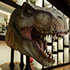 Jurassic Park Half Scale T-Rex Head Prop Reproduction