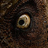 Jurassic Park Half Scale T-Rex Head Prop Reproduction