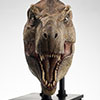 Jurassic Park Half Scale T-Rex Head Prop Reproduction