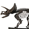 Triceratops Fossil Skeleton – 1:12 Scale Bronze