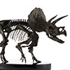 Triceratops Fossil Skeleton – 1:12 Scale Bronze