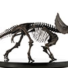 Triceratops Fossil Skeleton – 1:12 Scale Bronze