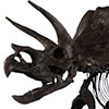 Triceratops Fossil Skeleton – 1:12 Scale Bronze