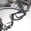 Indominus Rex Skeleton Bronze 1/12 Scale