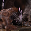 Indominus rex – 1/12 Scale Maquette