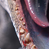 Indominus rex – 1/12 Scale Maquette