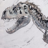 Indominus Rex Skeleton Bronze 1/24 Scale