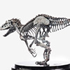 Indominus Rex Skeleton Bronze 1/24 Scale
