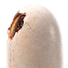JP3 Hatching Spinosaurus
