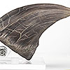 Jurassic Park T-Rex Foot Claw Reproduction