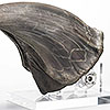 Jurassic Park T-Rex Foot Claw Reproduction