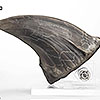 Jurassic Park T-Rex Foot Claw Reproduction
