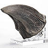 Jurassic Park T-Rex Foot Claw Reproduction