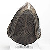 Jurassic Park T-Rex Foot Claw Reproduction