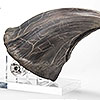 Jurassic Park T-Rex Foot Claw Reproduction