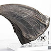 Jurassic Park T-Rex Foot Claw Reproduction