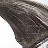Jurassic Park T-Rex Foot Claw Reproduction