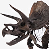 Triceratops Fossil Skeleton – 1/24 Scale Bronze