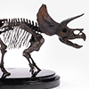 Triceratops Fossil Skeleton – 1/24 Scale Bronze