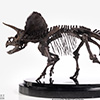 Triceratops Fossil Skeleton – 1/24 Scale Bronze