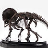 Triceratops Fossil Skeleton – 1/24 Scale Bronze