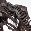 Triceratops Fossil Skeleton – 1/24 Scale Bronze