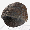 Triceratops Toenail Prop Reproduction