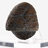 Triceratops Toenail Prop Reproduction